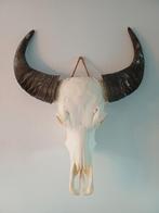 Schedel waterbuffel, Ophalen