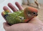 Jonge handtamme agapornis roseicollis opaline man, Geslacht onbekend, Dwergpapegaai of Agapornis, Geringd