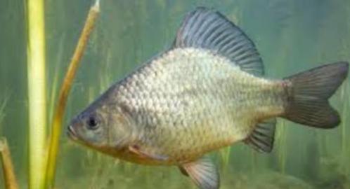 Kroeskarper 7 / 10 cm - Koidreams Valburg, Dieren en Toebehoren, Vissen | Vijvervissen, Karper of Koi