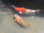 Koi, Dieren en Toebehoren, Vissen | Vijvervissen, Karper of Koi