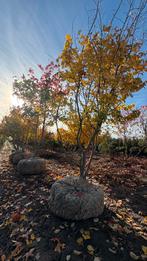 Parrotia Persica perzisch ijzerhout meerstammig, Tuin en Terras, Planten | Bomen, Ophalen of Verzenden, Volle zon, Overige soorten
