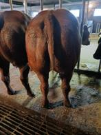 Dikbillen te koop, Dieren en Toebehoren, Meerdere dieren