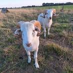 Dekrammen wiltshire horns, Dieren en Toebehoren, Schapen, Geiten en Varkens, Mannelijk, Schaap