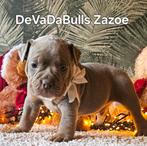 Uitzetgezin gezocht voor 2 reutjes, Dieren en Toebehoren, Reu, CDV (hondenziekte), 8 tot 15 weken, Bulldog