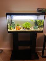 Compleet aquarium EHEIM aquastar 54 LED inclusief vissen, Dieren en Toebehoren, Vissen | Aquaria en Toebehoren, Ophalen, Zo goed als nieuw