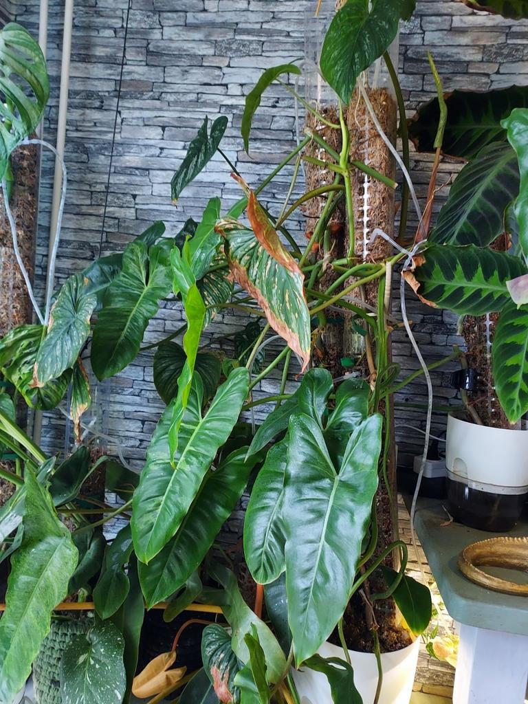 Philodendron Mamei stekken, Huis en Inrichting, Kamerplanten, Ophalen of Verzenden, Halfschaduw, Minder dan 100 cm