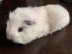 Cavia beertje CH Teddy wit cali zwart, Dieren en Toebehoren, Knaagdieren, Cavia, Mannelijk, Tam, Oktober