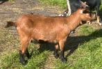 Drachtige dwerggeitjes te koop, Dieren en Toebehoren, Schapen, Geiten en Varkens, Vrouwelijk, Geit