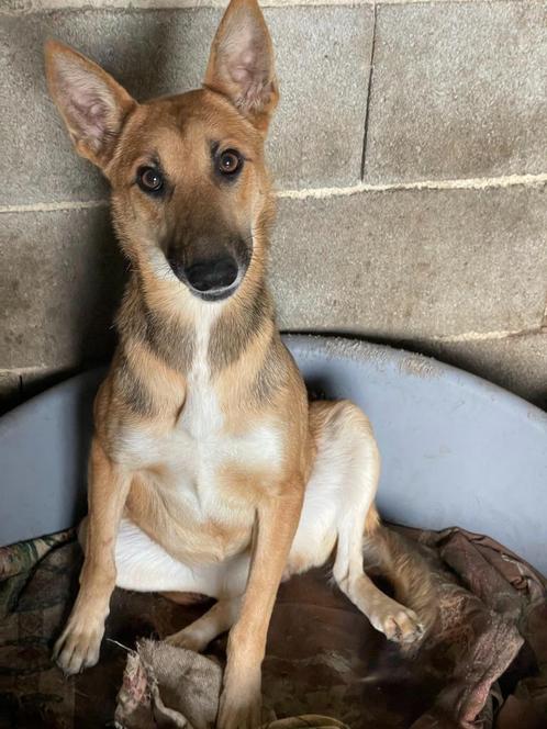 HzH-ANAIS, verlegen dametje zoekt rustig en liefdevol thuis, Dieren en Toebehoren, Honden | Niet-rashonden, Middel, Teef, Particulier