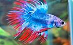 Siamese Kempvis - Betta splendens voor het tropisch aquarium, Vis, Zoetwatervis