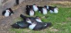 8 mooie kaapse eenden te koop, Meerdere dieren, Eend