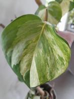Epipremnum pinnatum 'happy leaf' stek, Huis en Inrichting, Kamerplanten, Overige soorten, Minder dan 100 cm, Ophalen of Verzenden