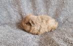 Cavia ch-teddy en us-teddy koppel, Cavia, Juni, Mannelijk, Tam