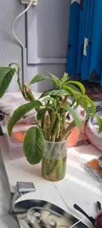 Brugmansia stekken witte enkele bloem, Overige soorten, Volle zon, Vaste plant, Ophalen of Verzenden