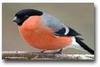 Inkoop van volière vogels, Meerdere dieren