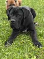 Italiaanse Cane corso reu 8 mnd met stamboom, Dieren en Toebehoren, Honden | Bulldogs, Pinschers en Molossers, Rabiës (hondsdolheid)