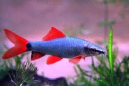 Labeo frenatus - Regenbooghaai - Koidream Valburg, Dieren en Toebehoren, Vissen | Aquariumvissen, Zoetwatervis, Vis