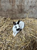 Konijnen voedsters/rammen Hollandertje/Lotharinger, Dieren en Toebehoren, Konijnen, Meerdere dieren, Groot