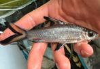 Tropisch haaitje !, Dieren en Toebehoren, Vissen | Aquariumvissen
