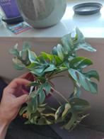 Volle rhaphidophora tetrasperma variegata stek, Huis en Inrichting, Kamerplanten, Ophalen of Verzenden, Halfschaduw, Minder dan 100 cm