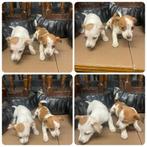Prachtige puppy's !! jackrussel x boerenfox (klein) kruising, Dieren en Toebehoren, Honden | Jack Russells en Terriërs, Jack Russell Terriër