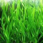 Vallisneria gigantea, Dieren en Toebehoren, Vissen | Aquaria en Toebehoren, Ophalen, Zo goed als nieuw, Plant(en), Steen of Hout