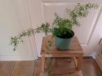 Asparagus, Huis en Inrichting, Kamerplanten, Ophalen, Overige soorten, Minder dan 100 cm