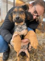 Lieve Alva zoekt een warm mandje, Dieren en Toebehoren, Particulier, 8 tot 15 weken, Buitenland, Teef