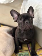 Franse bulldog, Dieren en Toebehoren, Honden | Bulldogs, Pinschers en Molossers, Particulier, Rabiës (hondsdolheid), 15 weken tot 1 jaar