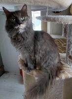 2 siberische dames, Dieren en Toebehoren, Katten en Kittens | Overige Katten, Poes, Langharig, 0 tot 2 jaar