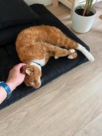 Kater zoekt een warm huisje