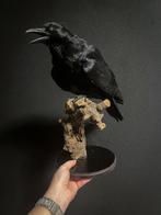 Recent opgezette kraai uit de schadebestrijding, Verzamelen, Ophalen of Verzenden, Nieuw, Vogel, Opgezet dier