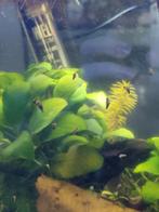 Jonge torenslakjes €0,30 elk, Slak of Weekdier, Zoetwatervis