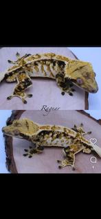 Correlophus ciliatus. Wimper gecko, Dieren en Toebehoren