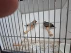 Charcaol zebravink, Dieren en Toebehoren, Vogels | Overige Vogels, Mannelijk