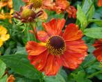 Vaste plant : Helenium  Moerheim Beauty 2 euro, Vaste plant, Halfschaduw, Zomer, Ophalen