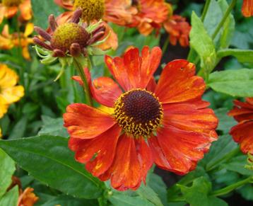 Vaste plant : Helenium  Moerheim Beauty 2 euro beschikbaar voor biedingen