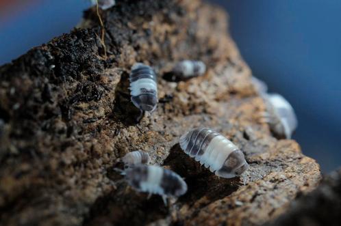 Isopods, verschillende soorten, Dieren en Toebehoren, Reptielen en Amfibieën