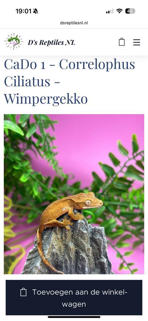 Correlophus Ciliatus - Wimpergekko baby’s