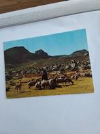 HERDER. MET KUDDE SCHAPEN, Ophalen of Verzenden, 1980 tot heden