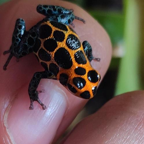 Ranitomeya imitator 'Chazuta', prachtige grote exemplaren, Dieren en Toebehoren, Reptielen en Amfibieën, Amfibie