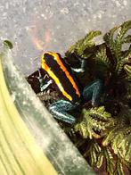 Phyllobates vittatus, Dieren en Toebehoren, Amfibie