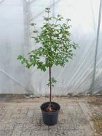 Acer griseum, Tuin en Terras, Planten | Bomen, Bloeit niet, Overige soorten, Minder dan 100 cm, Ophalen