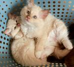 Ragdoll kittens cinnamon en fawn met stamboom / getest, Dieren en Toebehoren, Kater, Ontwormd