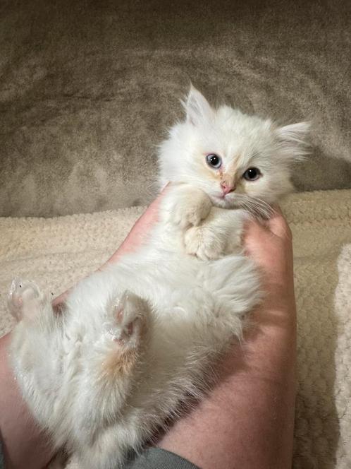 Kittens Britse korthaar gemend siamese red point, Dieren en Toebehoren, Katten en Kittens | Raskatten | Korthaar, Meerdere dieren