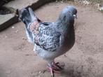 Modena duiven, Dieren en Toebehoren, Vogels | Duiven, Meerdere dieren, Postduif