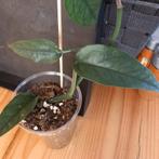 epipremnum pinnatum marble planet stek nr 86, Huis en Inrichting, Kamerplanten, Ophalen of Verzenden, Overige soorten, Minder dan 100 cm