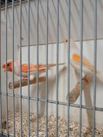 Mooi koppel rood mozaiken, Dieren en Toebehoren, Vogels | Kanaries, Meerdere dieren, Kleurkanarie