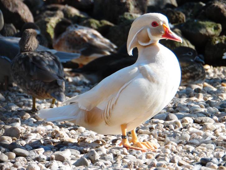 Carolina-eend | Jong en volwassen | Siereenden, Dieren en Toebehoren, Pluimvee, Eend, Meerdere dieren