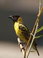 Gezocht textor wevers mannen, Mannelijk, Tropenvogel